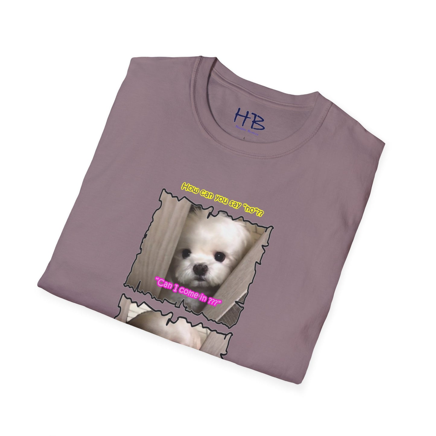 Cutest white Bichon Maltese wanting to play