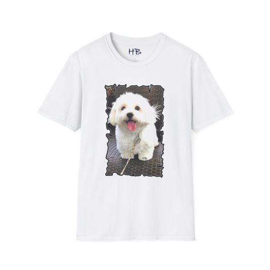 Bichon Malthese - Hermes with big smile and pink tongue